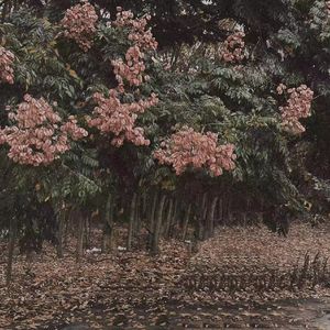 美女黑丝裸腿搞鸡巴
